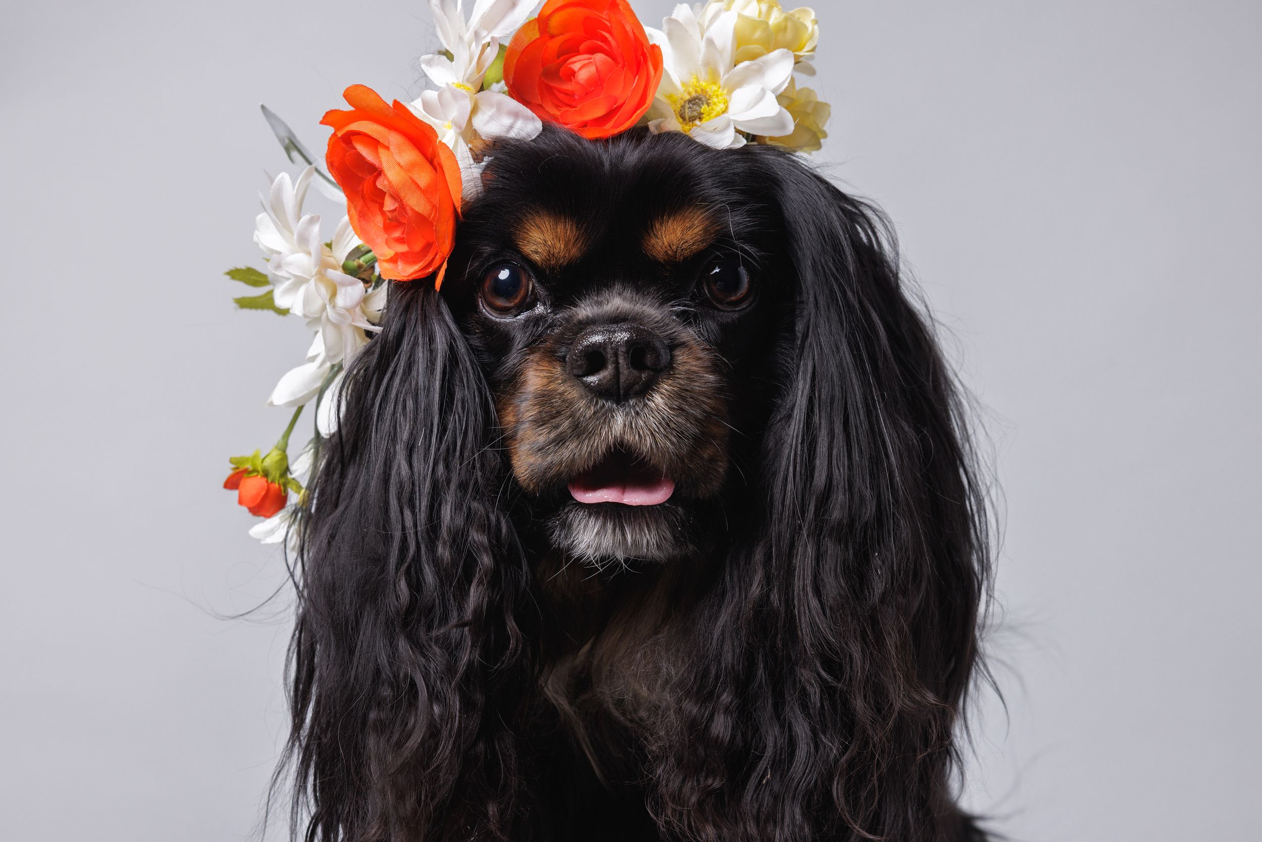 Black Cavalier King Charles Spaniel wearing a floral crown of orange and white flowers against a gray background.
