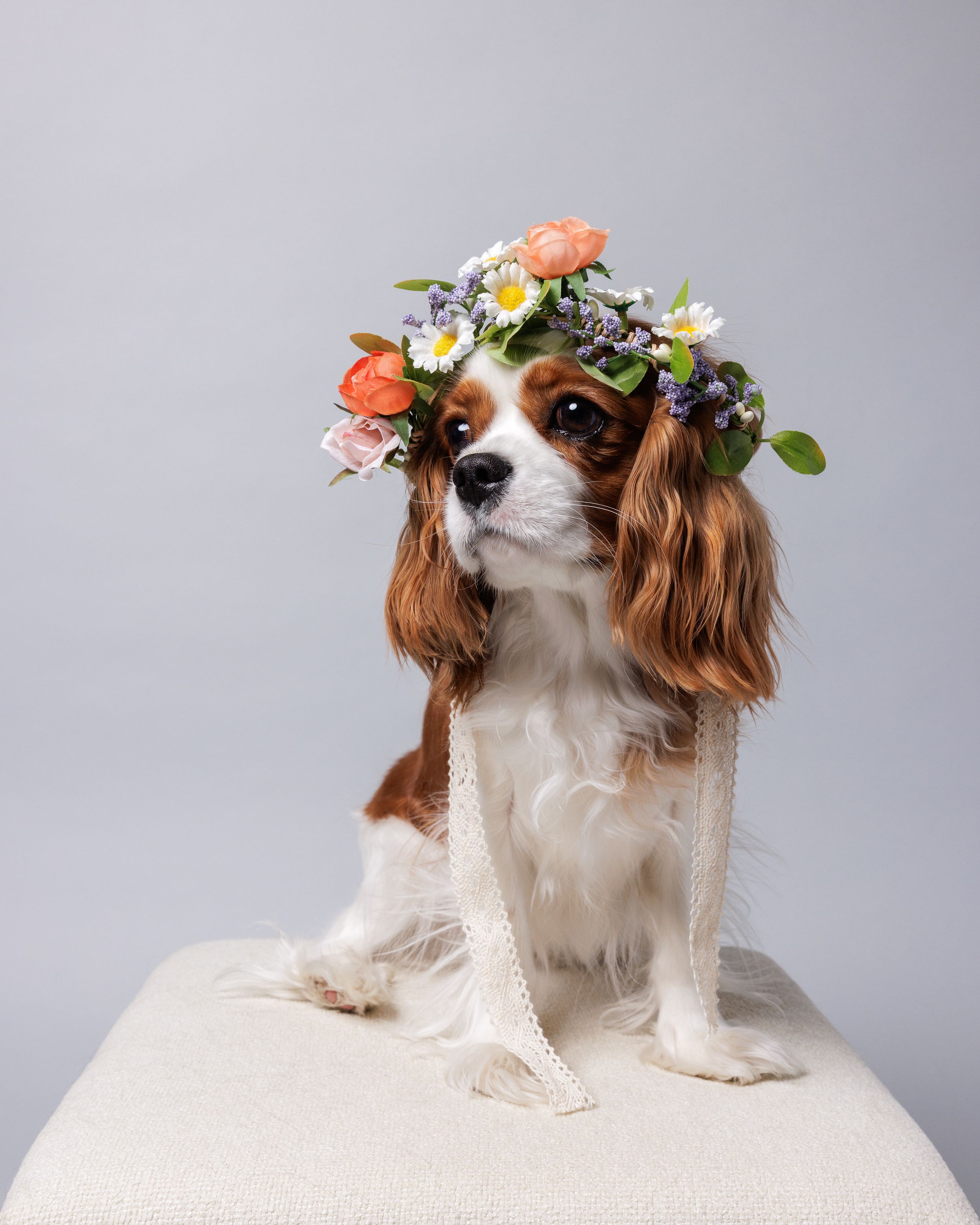 Cavalier King Charles Spaniel wearing a colorful floral crown with orange, white, and purple flowers, sitting on a white surface.