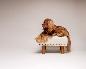 A regal Ruby Cavalier King Charles Spaniel lounges gracefully on a cream tufted ottoman with wooden legs.