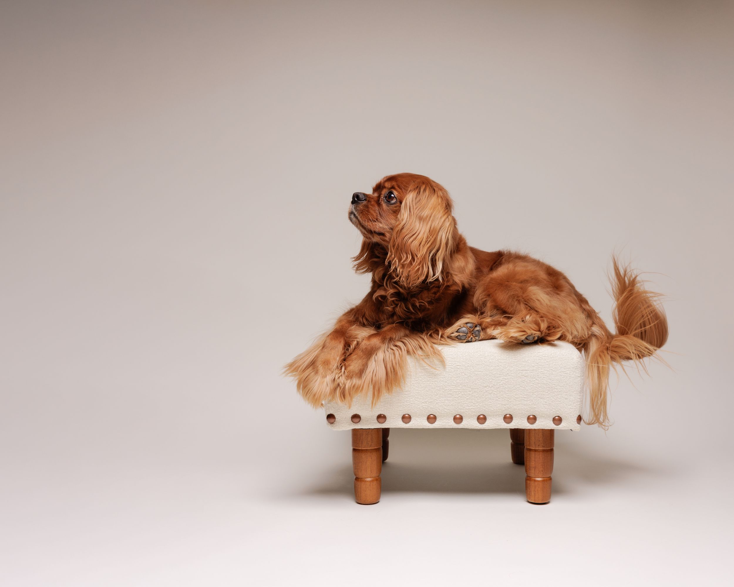 A fluffy golden Cavalier King Charles Spaniel rests regally on a cream tufted ottoman with wooden legs.