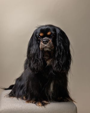 Black and tan Cavalier King Charles Spaniel sitting upright on a stool against a neutral beige background.