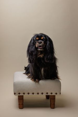 Black and tan Cavalier King Charles Spaniel sitting on a white upholstered ottoman with nail head trim.