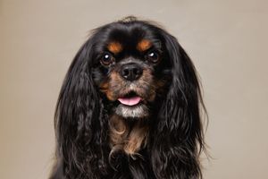 Black and tan Cavalier King Charles Spaniel with tongue out posing against neutral background.
