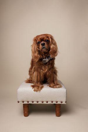 A regal ruby Cavalier King Charles Spaniel sits poised on a white upholstered footstool with brass studs.