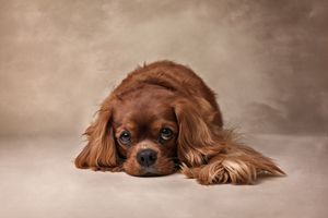 A sad-looking Ruby Cavalier King Charles Spaniel lying down against a warm brown studio background.