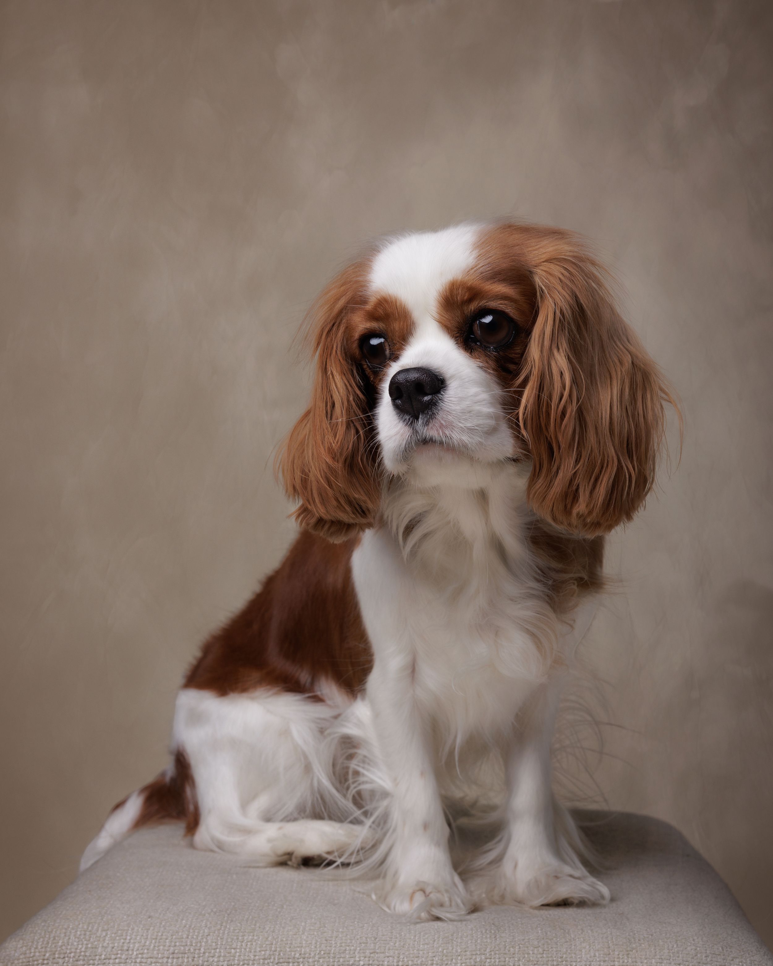 Cavalier King Charles Spaniel puppy with brown and white coat sitting upright on a cushion against a neutral background.