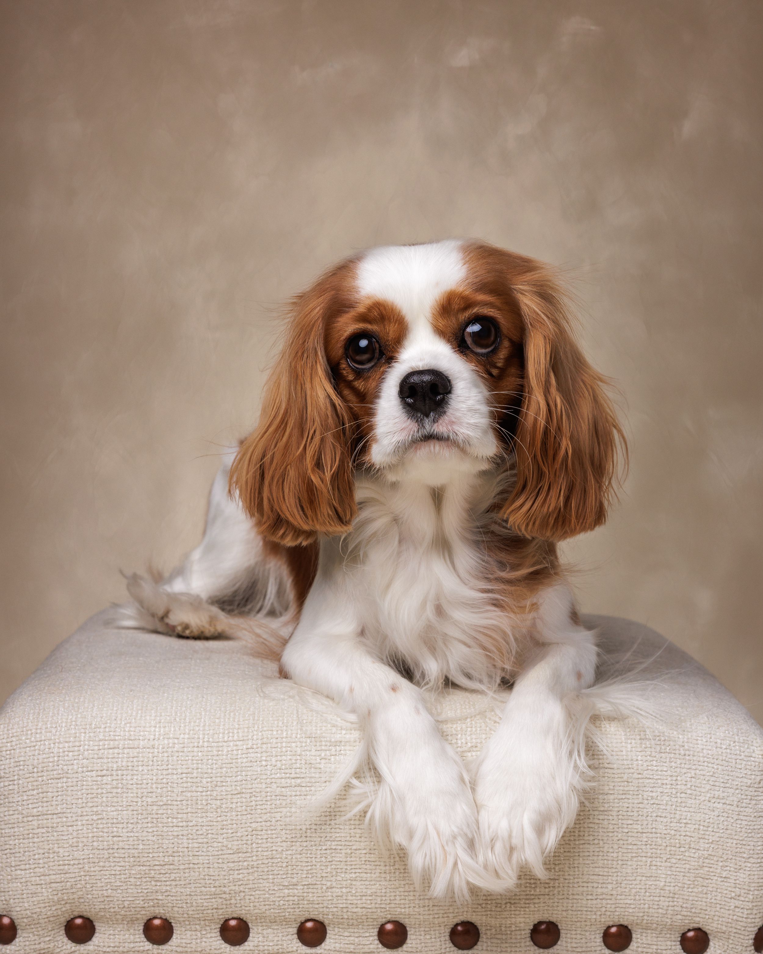 A Cavalier King Charles Spaniel with brown and white fur rests its paws on a cream tufted ottoman.