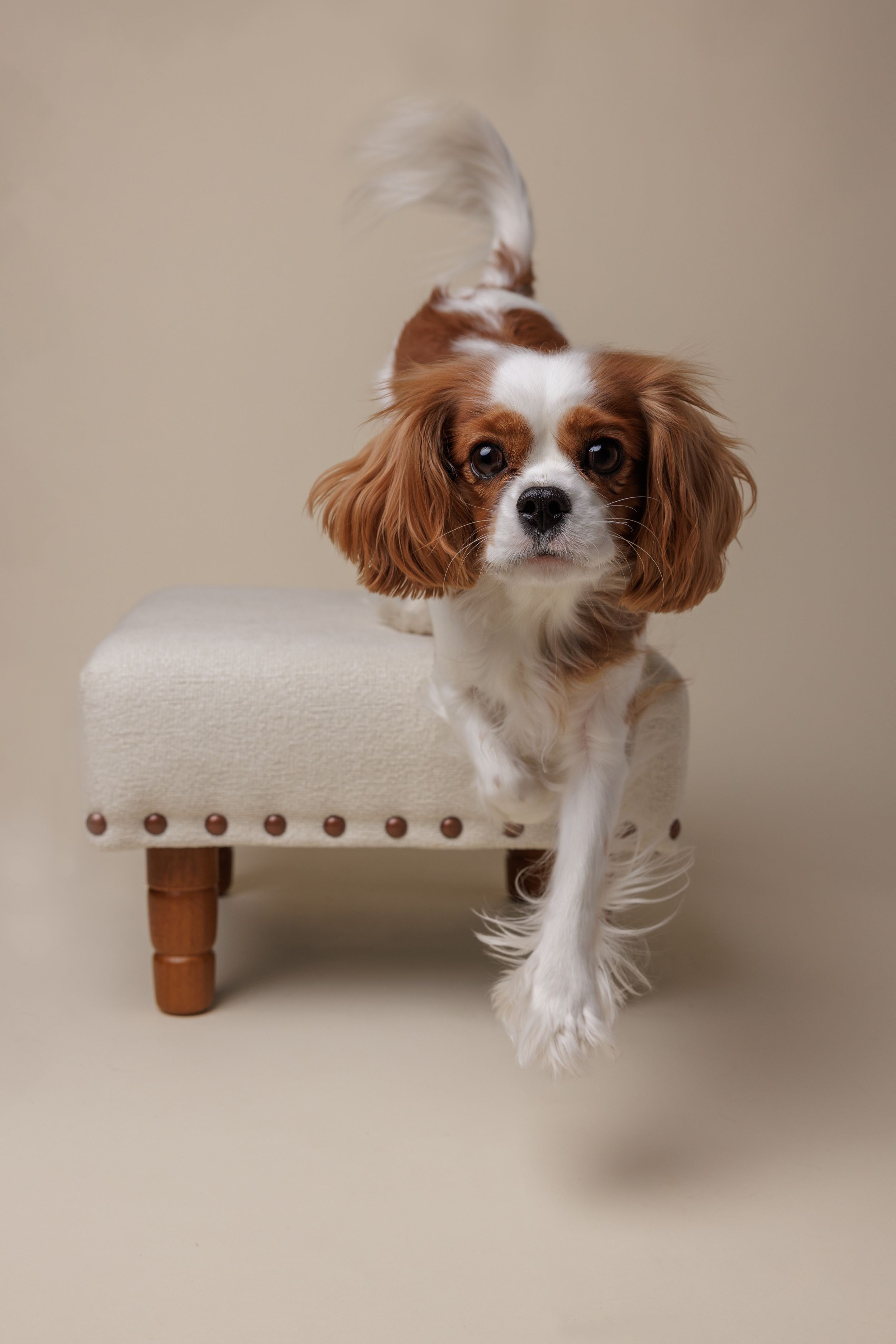 Cavalier King Charles Spaniel dog posing on a white boucle footstool against a neutral beige background.