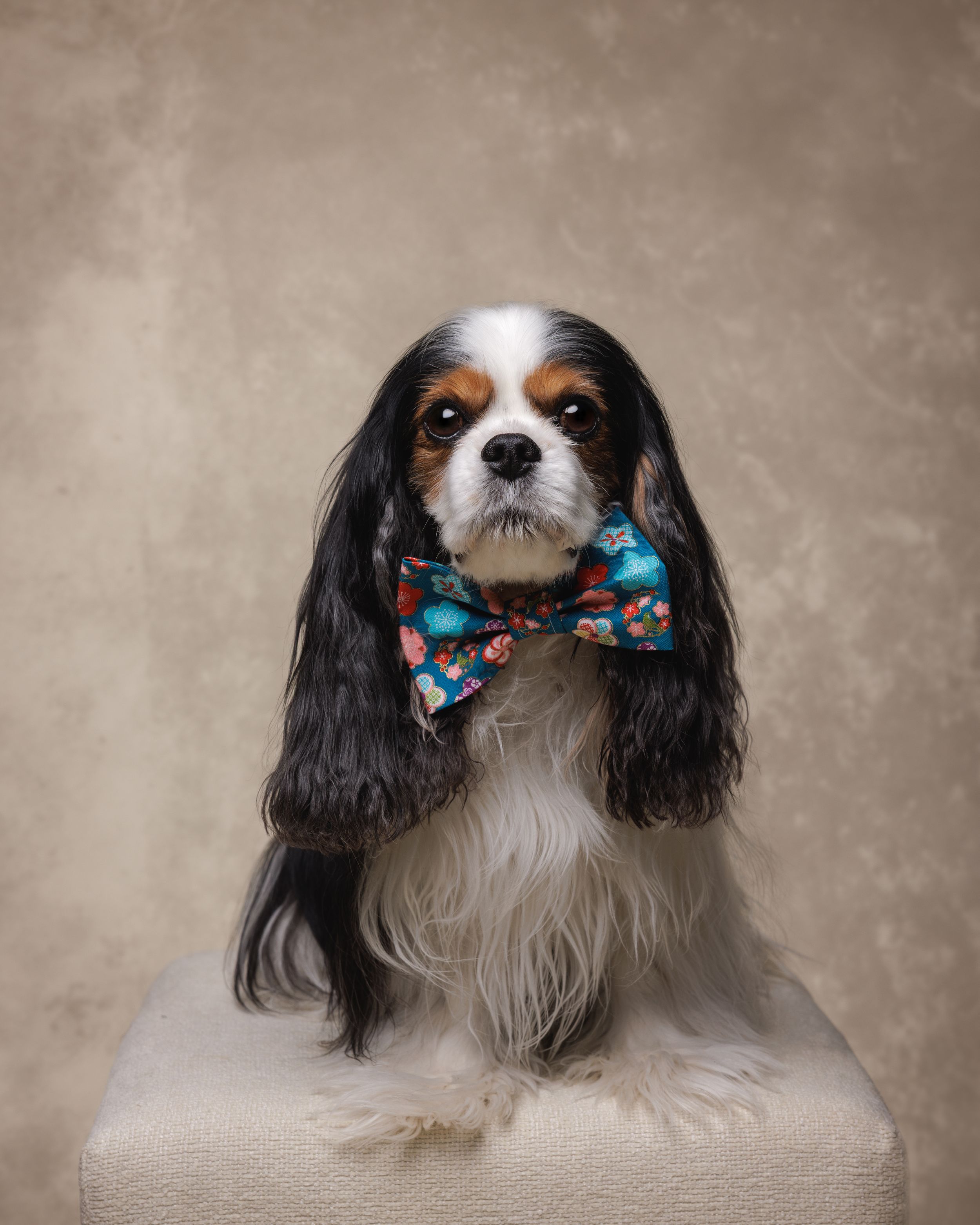 Tri-color Cavalier King Charles Spaniel wearing a teal floral bow tie, sitting regally on a white pedestal.