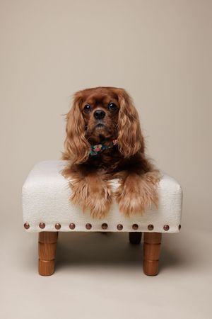 A ruby Cavalier King Charles Spaniel with a floral collar rests on a white tufted ottoman with wooden legs.