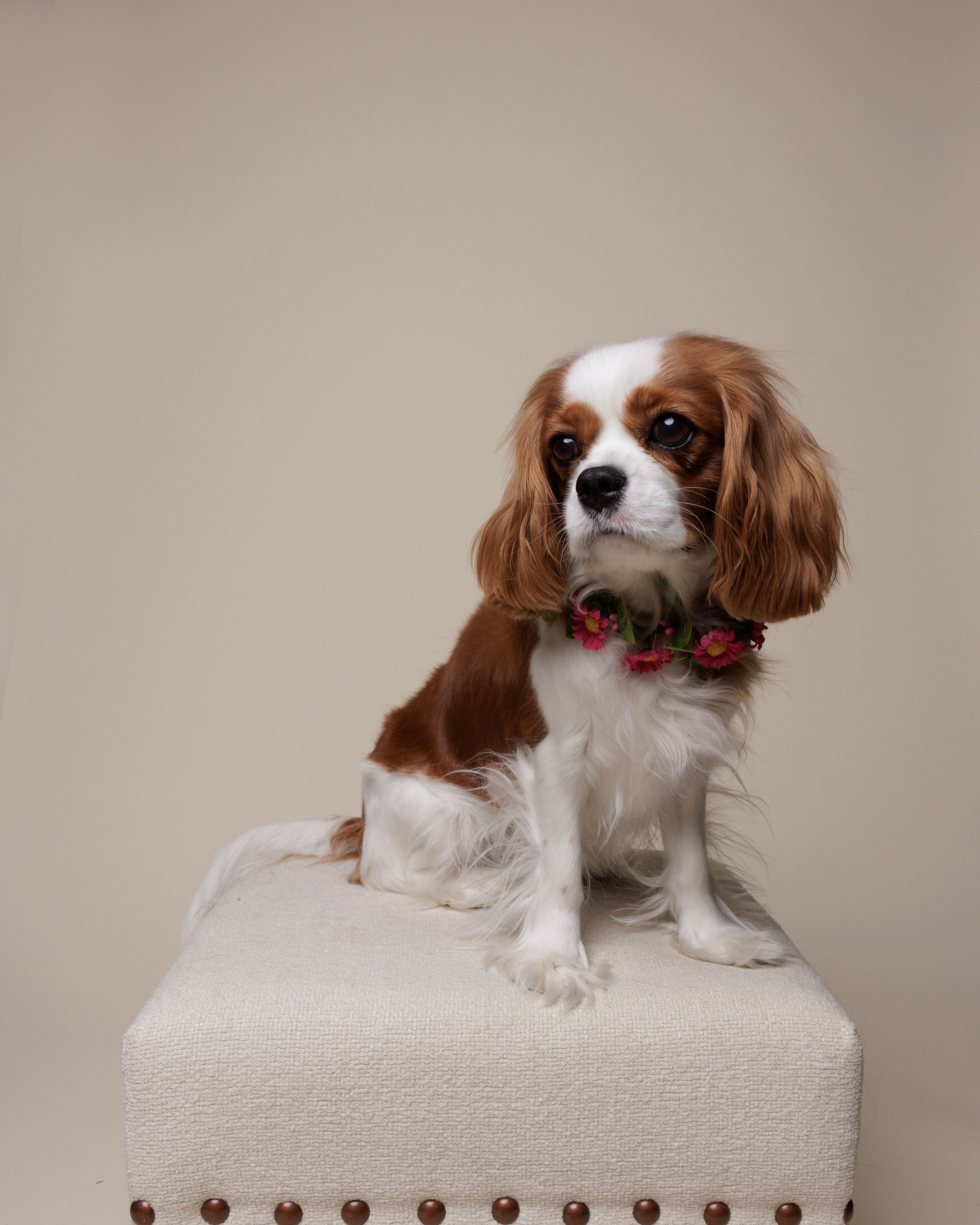 Cavalier King Charles Spaniel puppy wearing a floral collar sits on a white tufted ottoman against a beige background.