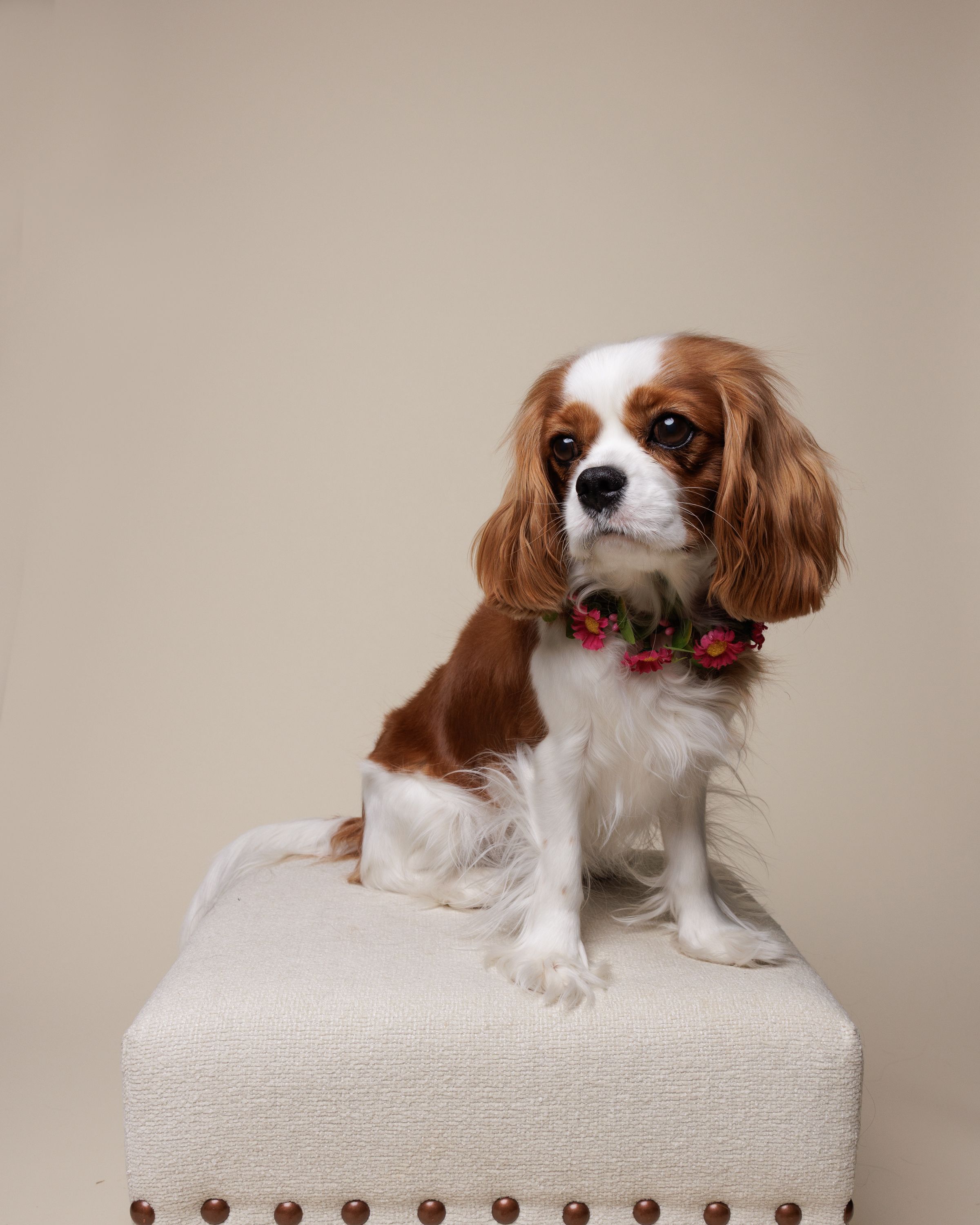 Cavalier King Charles Spaniel puppy wearing a floral collar sits on a white tufted ottoman against a beige background.