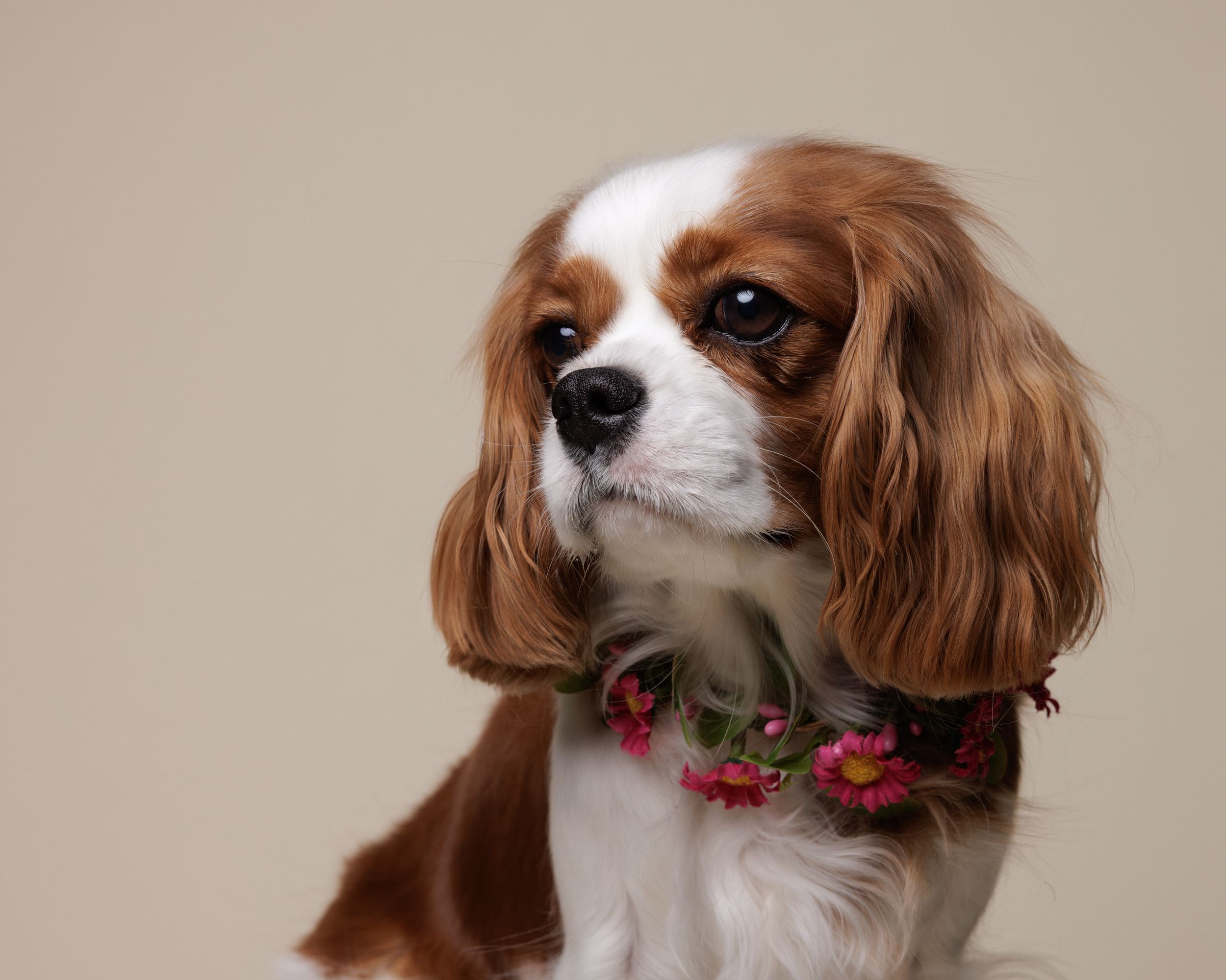 Cavalier King Charles Spaniel with floral collar posing gracefully against a neutral beige background.