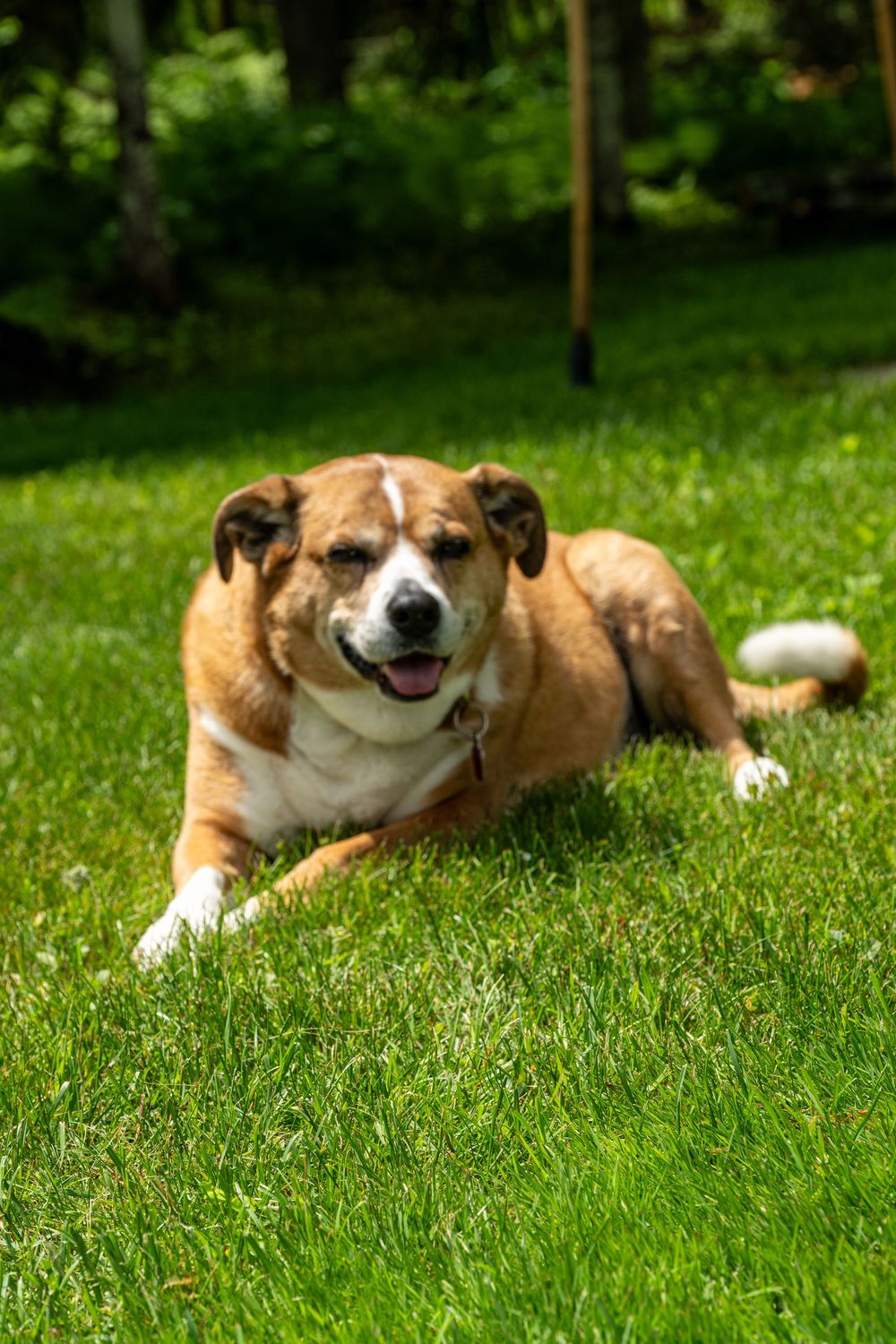 A happy brown and white dog relaxing on lush green grass in a sunny backyard.