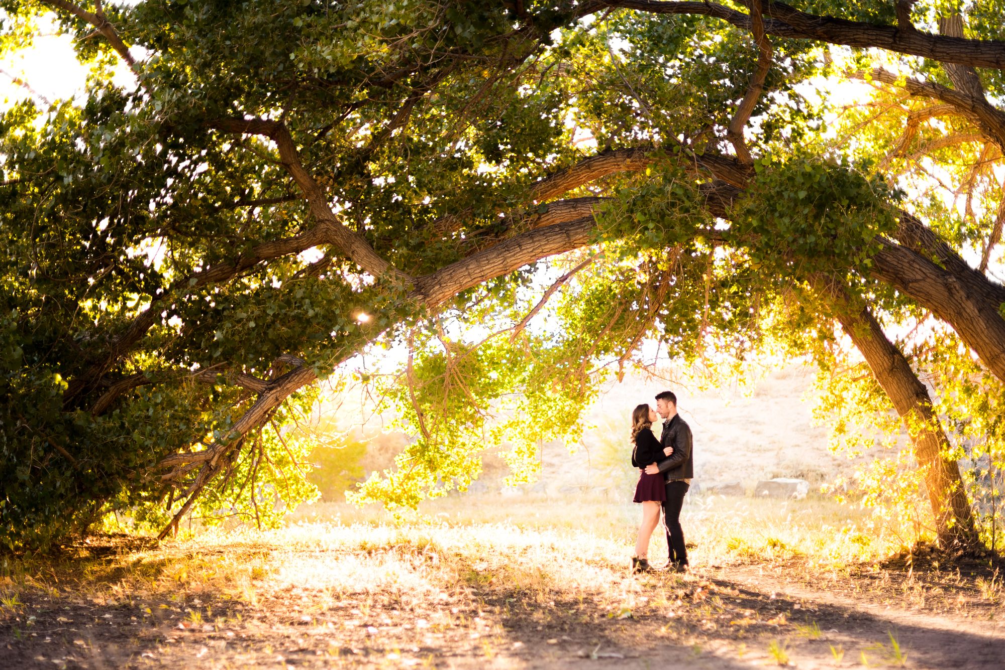 A silhouetted couple embraces under a majestic arching tree at sunset with golden light filtering through branches.