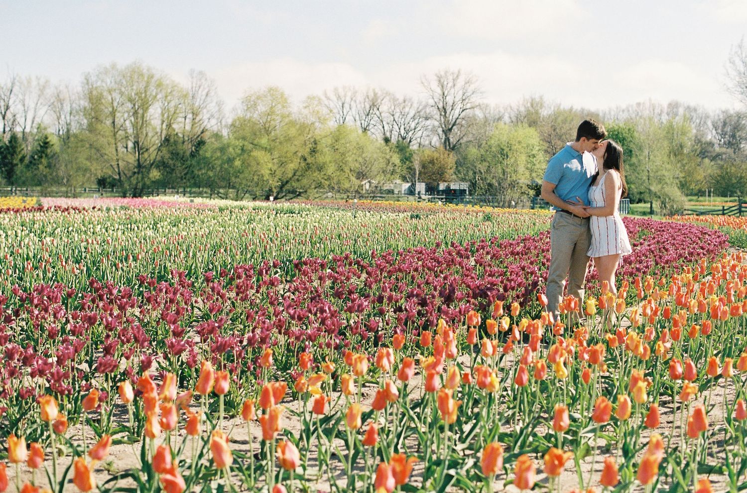 Couple embracing in a vibrant tulip field with rows of orange, red, and purple blooms and trees in the background.