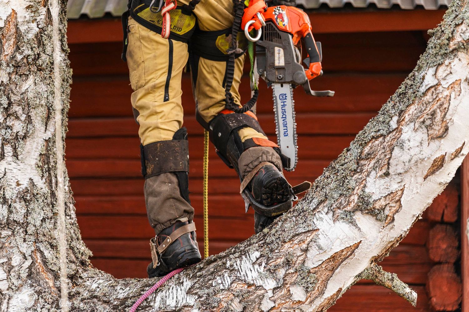 Företagsfoto trädfällning - utrustning