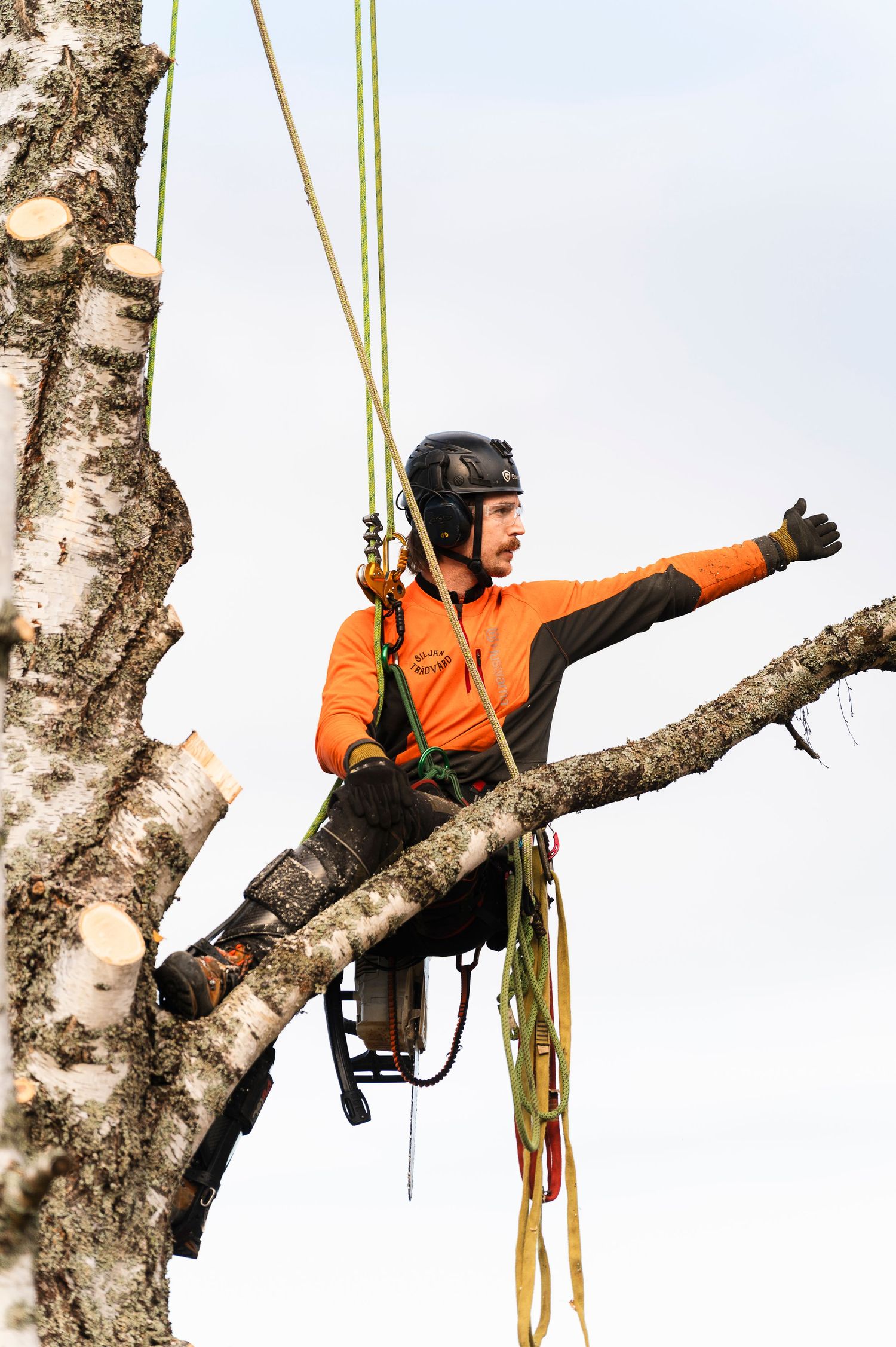 Företagsfoto trädfällning - arborist