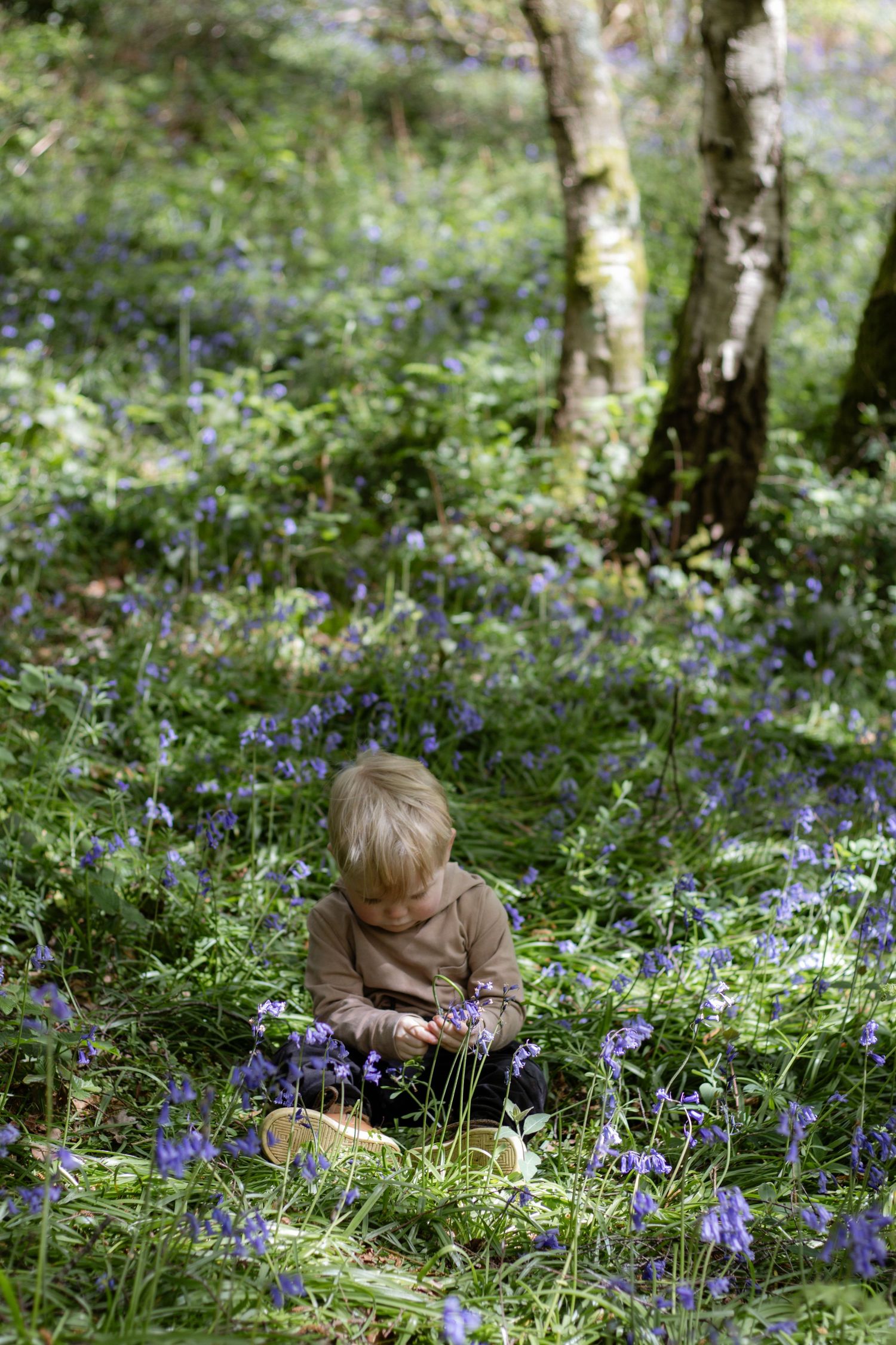 Young toddler sitting among bluebells in a sunlit woodland forest floor, surrounded by lush green foliage and birch trees.