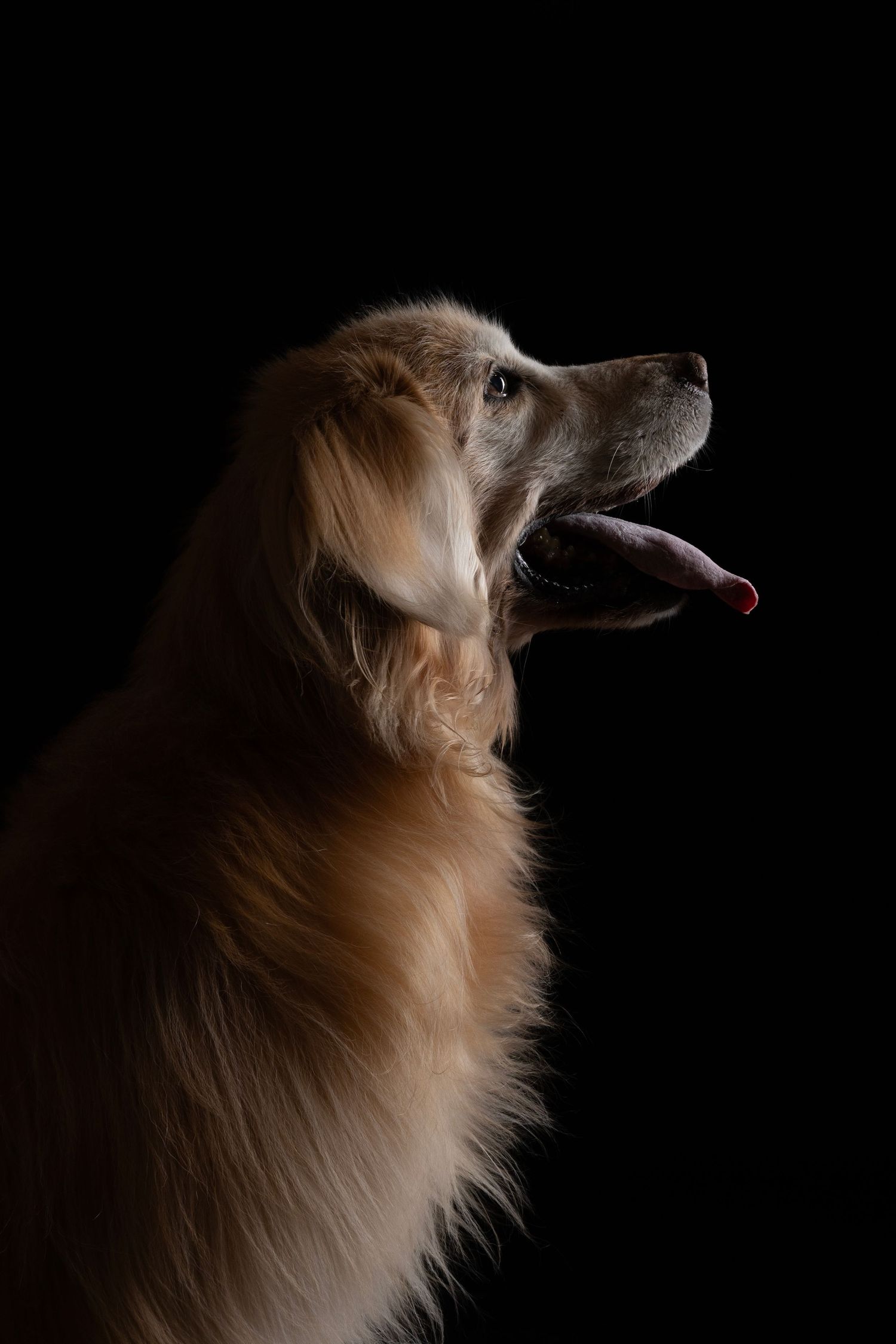 Golden Retriever dog with tongue out posed against dark background in dramatic low-key portrait lighting.