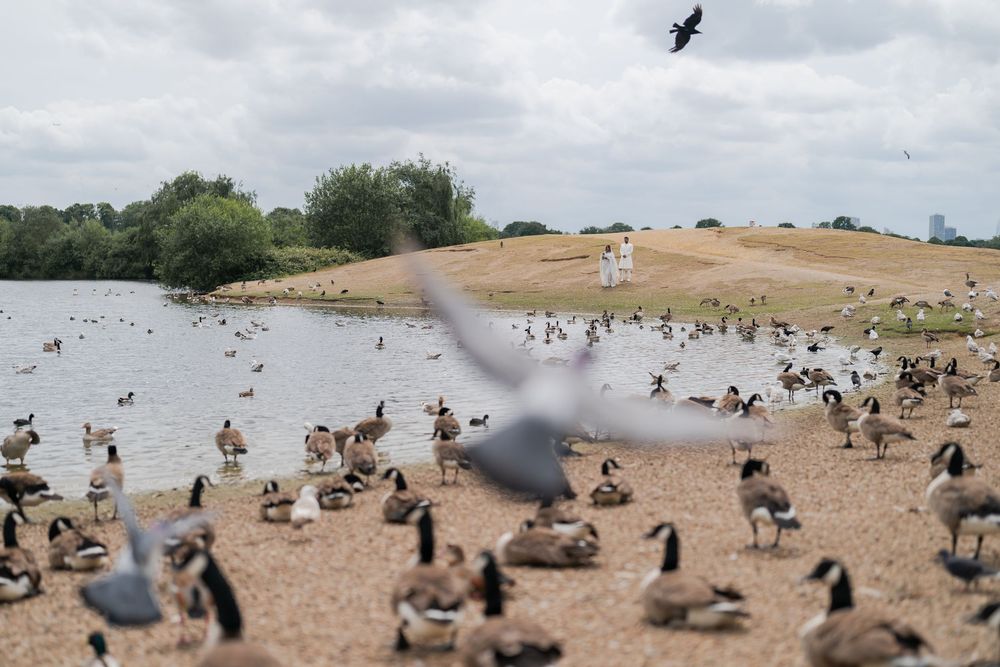 Large flock of Canada geese and pigeons gathered on sandy shore beside a calm lake in a park.