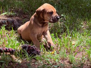 A playful brown puppy sits in green grass outdoors, chewing on a small plant near a rope toy.