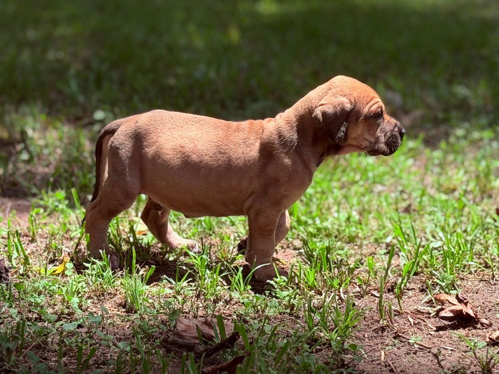 A small brown puppy stands on patchy grass and dirt, exploring outdoors in a sunny yard.