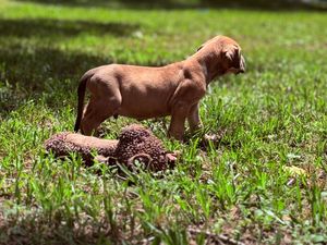 A brown Vizsla puppy stands in green grass next to a chewed stuffed animal toy on a sunny day.