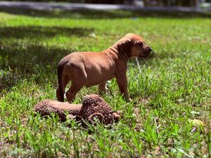 A brown boxer puppy stands in green grass beside a dirt mound on a sunny day.