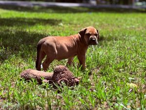 A brown puppy stands in green grass next to a chewed stuffed animal toy on a sunny day.