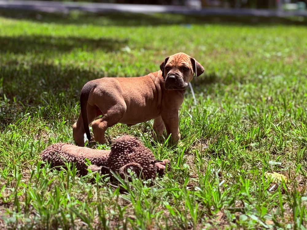 A brown puppy stands proudly on green grass next to a plush toy in bright sunlight.