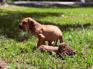 A brown Dogue de Bordeaux puppy stands on green grass next to a small dirt mound in sunny outdoor setting.