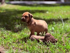 Adorable brown Dogue de Bordeaux puppy standing on lush green grass beside a small anthill in bright sunlight.