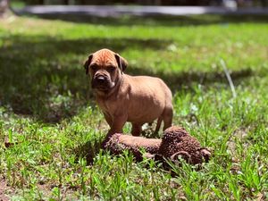 A small brown Bullmastiff puppy stands in green grass outdoors, next to a brown toy on a sunny day.