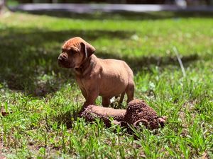 A reddish-brown Dogue de Bordeaux puppy stands on green grass beside a pine cone in bright sunlight.