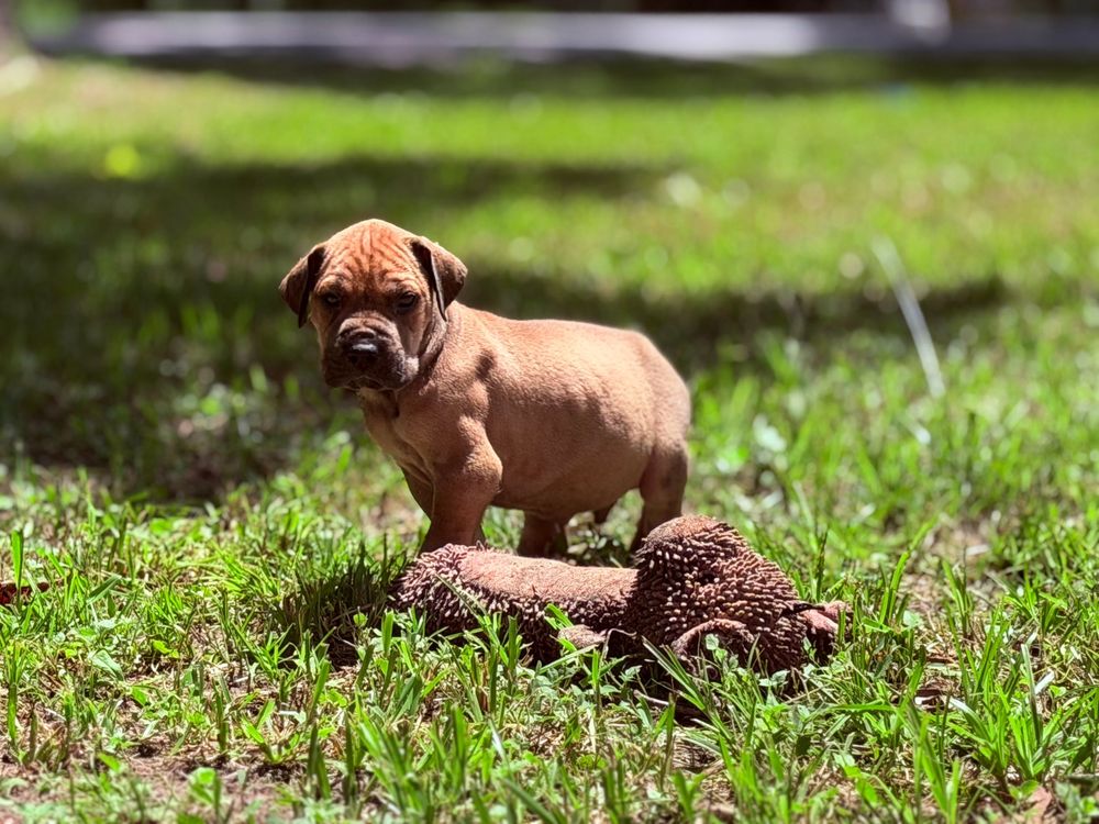 Cute brown Dogue de Bordeaux puppy standing alert on green grass with a dirt mound at its feet outdoors.
