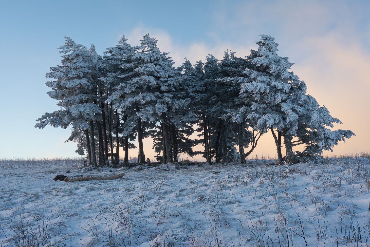 Group of frost-covered pine trees on a snowy open field bathed in soft winter sunrise light.