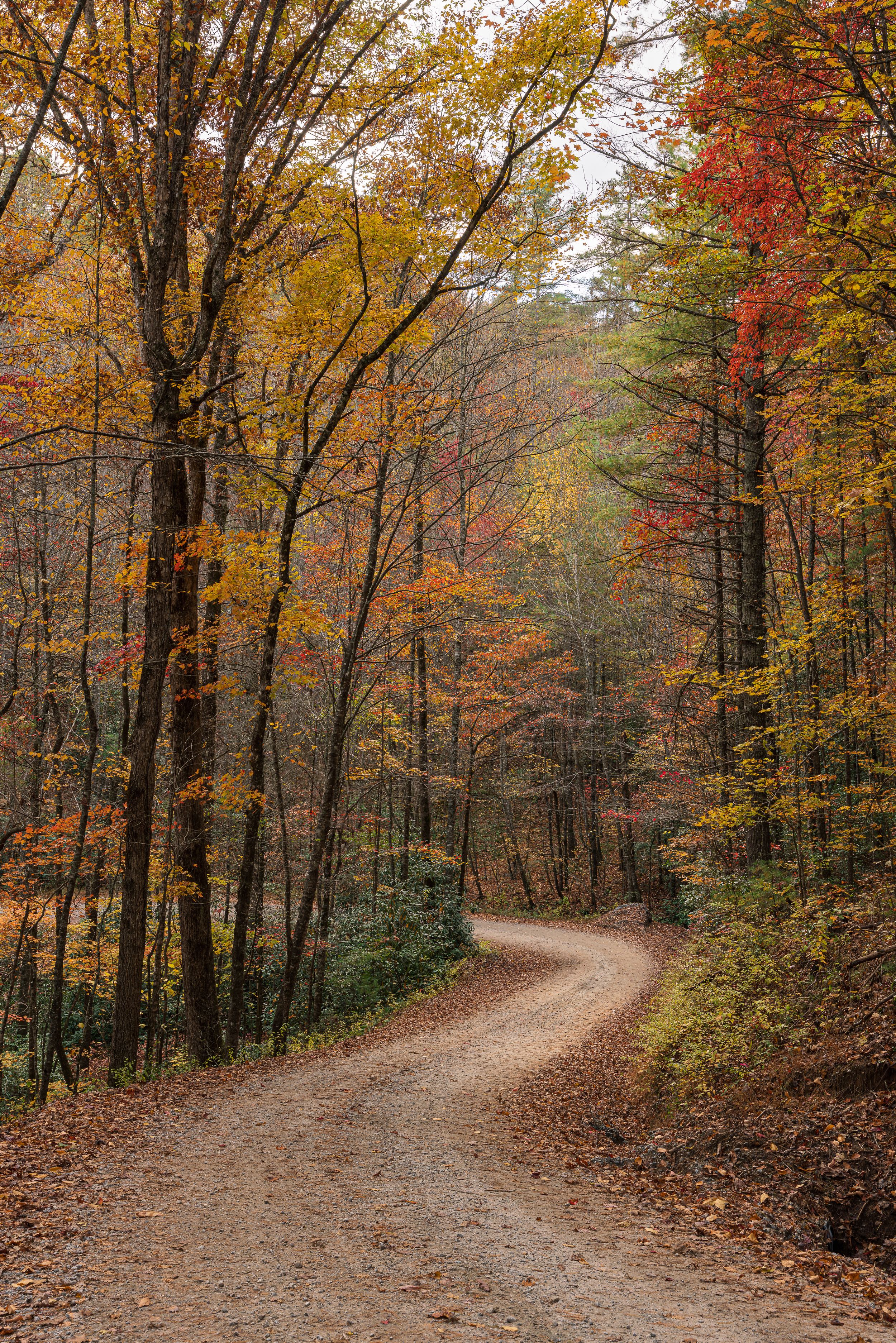 Winding dirt road through a vibrant autumn forest with red, orange, and yellow leaves.