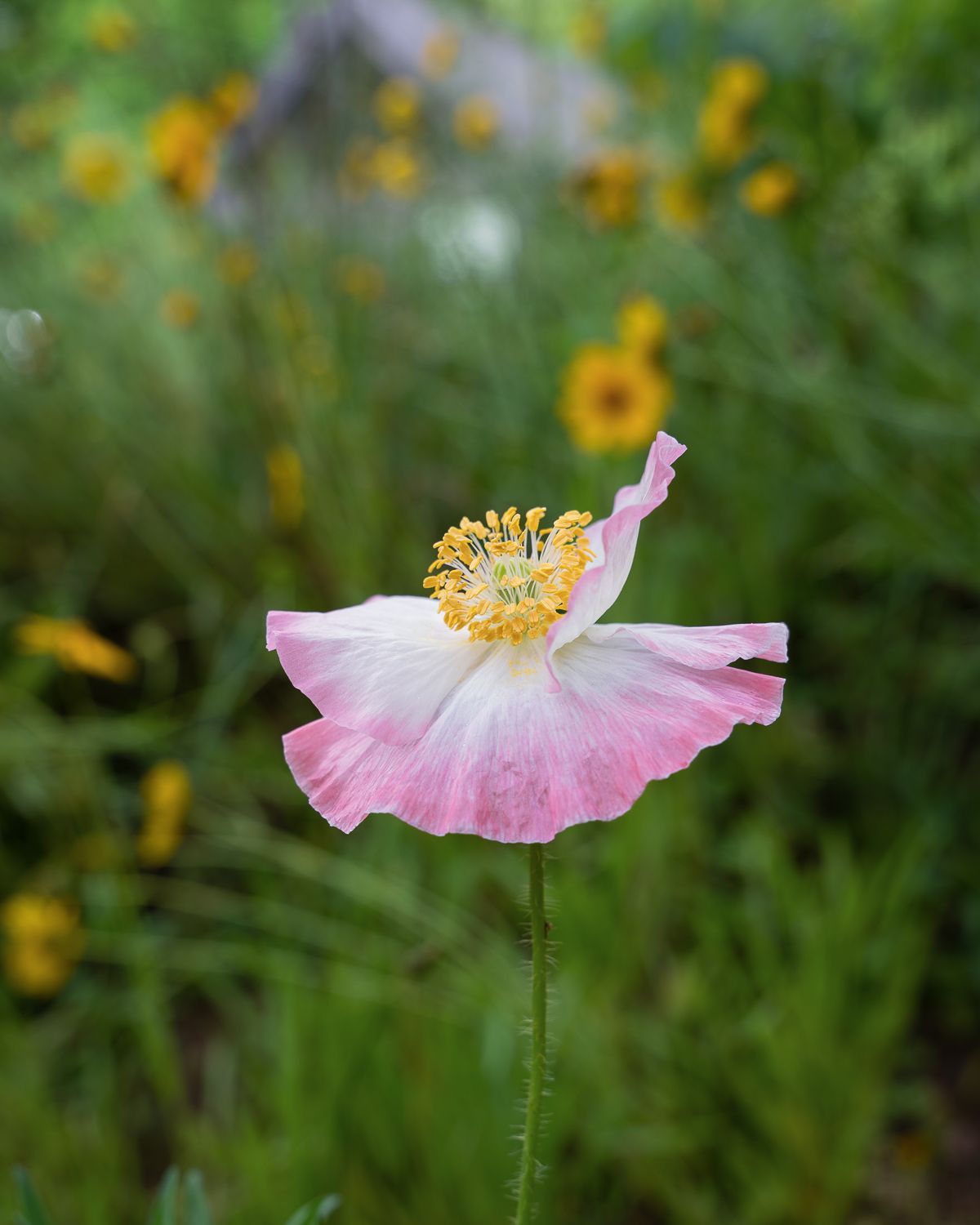 A delicate pink and white poppy flower with yellow stamens blooms in a field of yellow wildflowers.