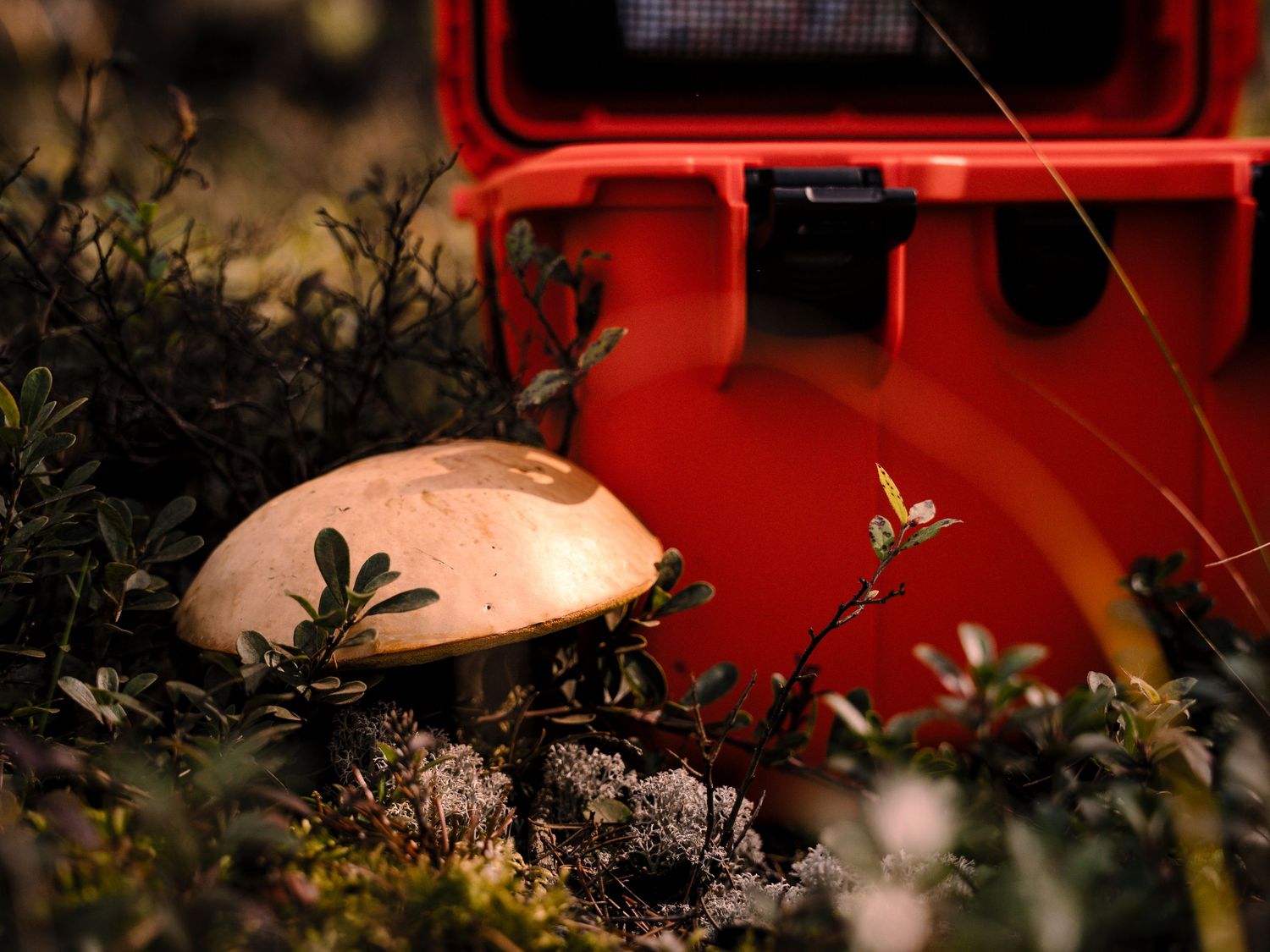 Red-tinted macro photography of mushrooms and forest vegetation in dramatic lighting.