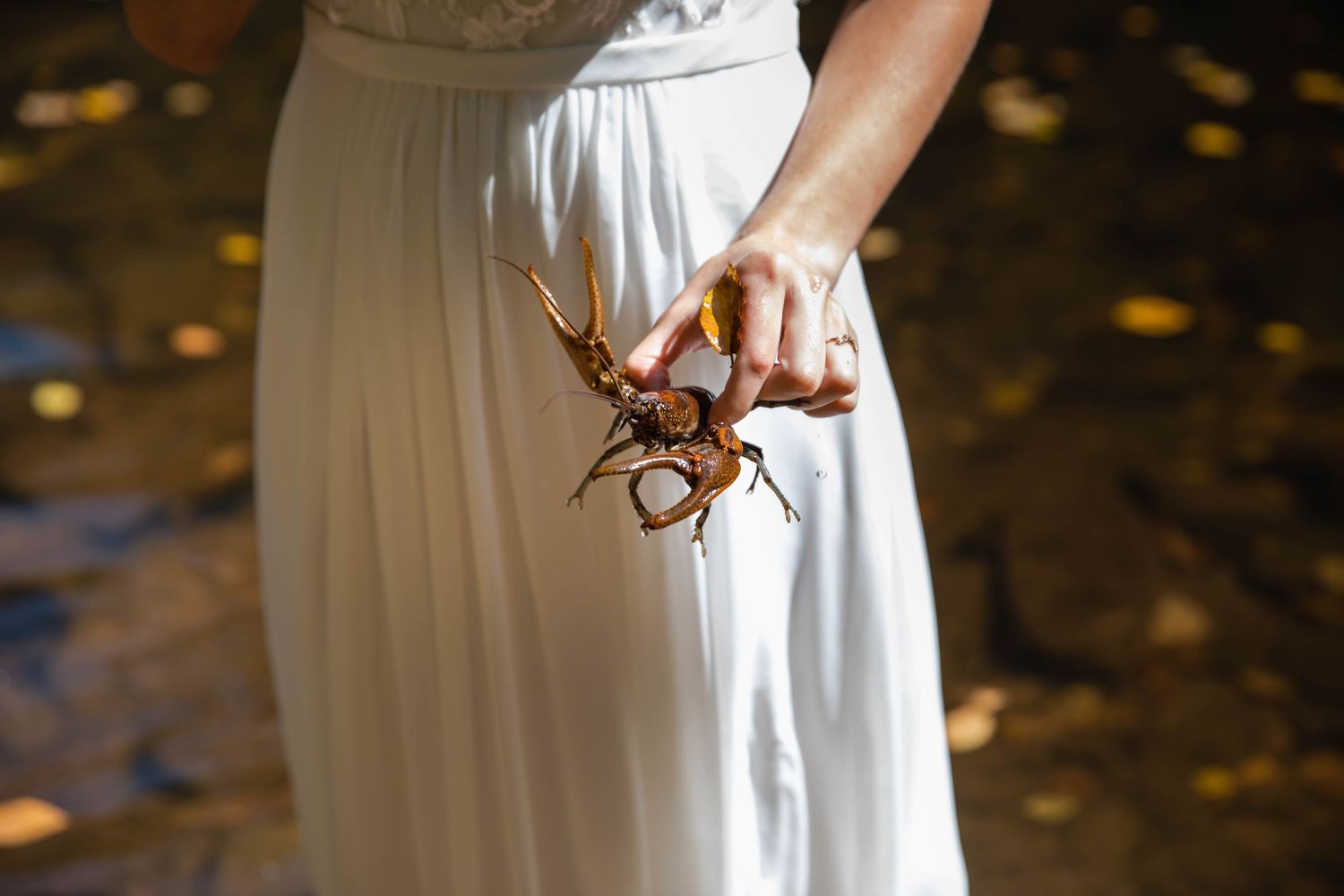 Photo of a bride standing in a creek holding a crawdad. Cascade Falls, Virginia. Cascades National Recreation Area