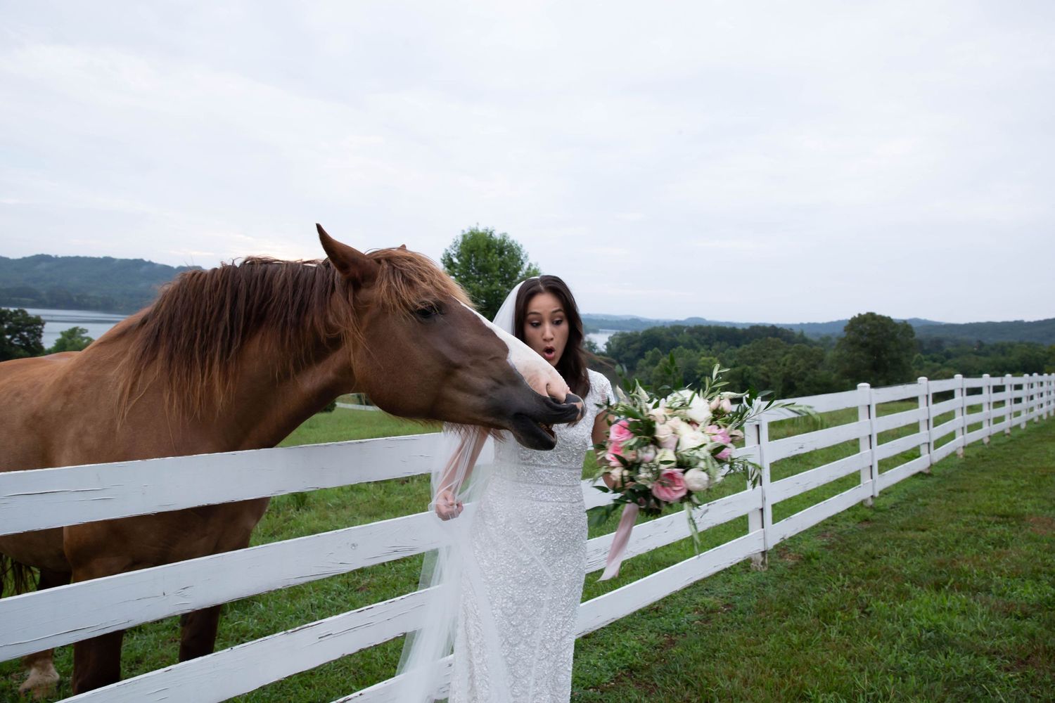 Photo of a bride with a surprised look on her face standing beside a fence holding her bouquet while a horse tries to eat the flowers