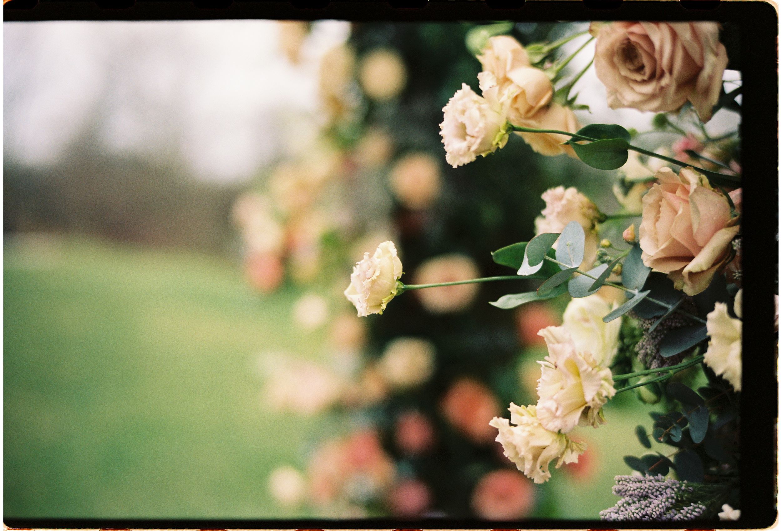 Beautiful peach roses blooming on garden bush with soft blurred green background captured on film.