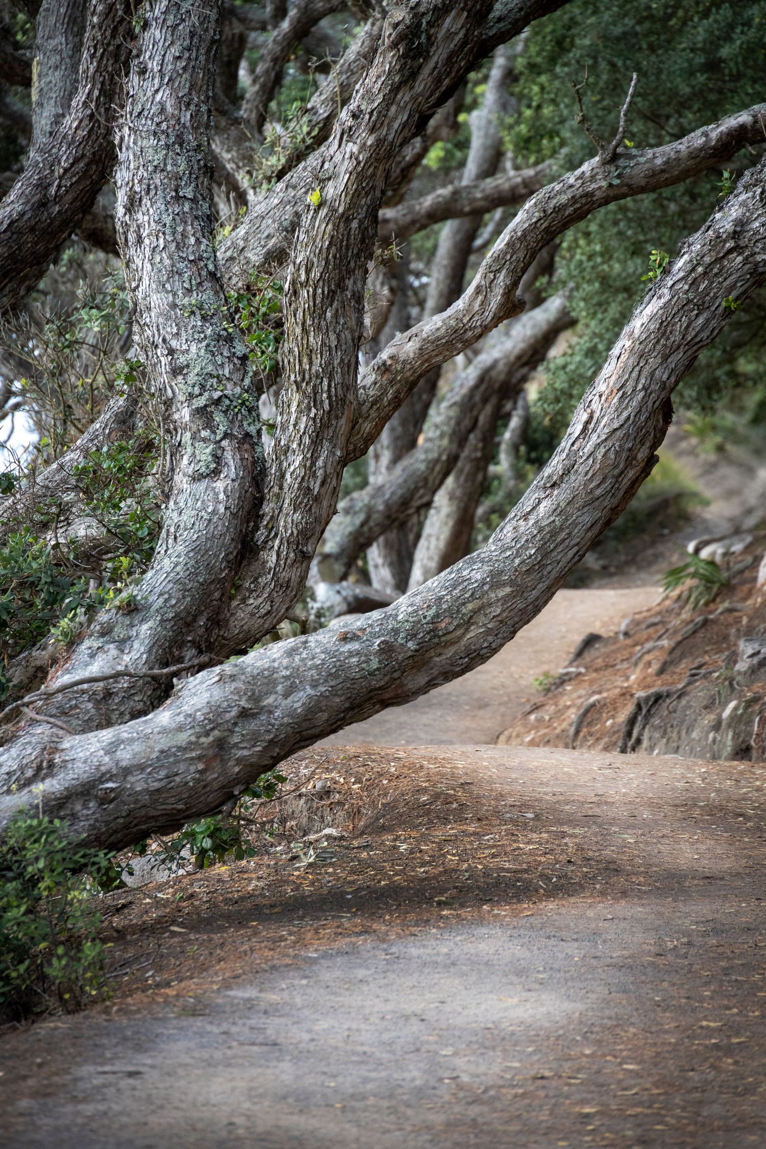 Winding dirt path beneath leaning coastal trees with gnarled trunks and low hanging branches.