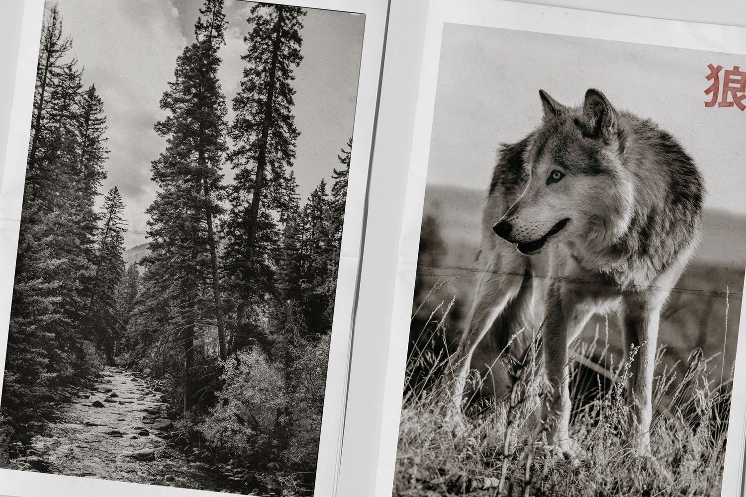 Landscape and wolf photo by Chris Douglas