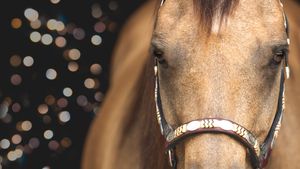 Close-up macro of a brown horse's face with soft bokeh lights in the background.