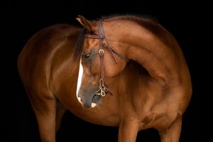 A sleek chestnut horse with a white blaze wearing bridle equipment stands against a black background.