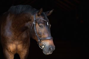 Portrait of a dark bay horse wearing a leather bridle against a black background, highlighting its regal profile.