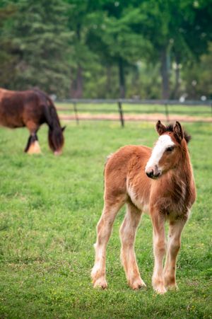 A young chestnut foal stands in a green pasture with another horse grazing in the background.