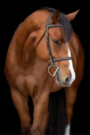 A chestnut-colored horse wearing a black bridle stands against a dark background showing elegant equine features.
